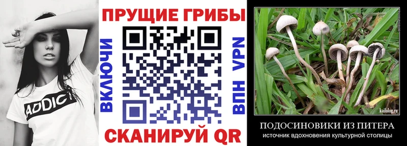 Купить закладки  Сарапул  Псилоцибиновые грибы Cubensis 